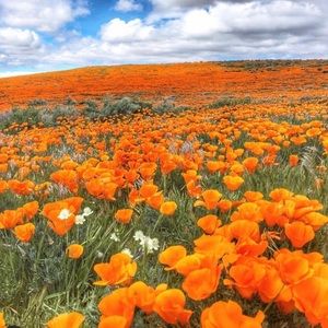 Meet your Posher, Divya